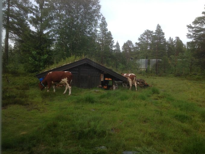 Det skal 'gresses' også på taket.