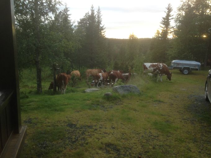 29.07.15. Fikk besøk av 9 stykker, men alt gikk fredelig for seg. 